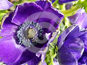 Anemone is aÃÂ genusÃÂ ofÃÂ flowering plantsÃÂ in theÃÂ familyÃÂ Ranunculaceae.